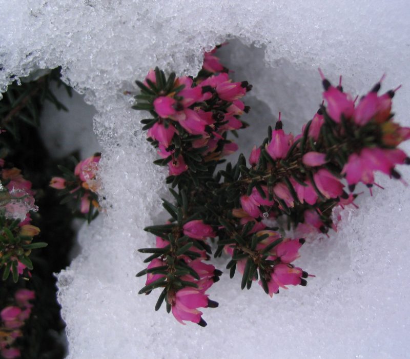 Bruyère rouge BAnnée