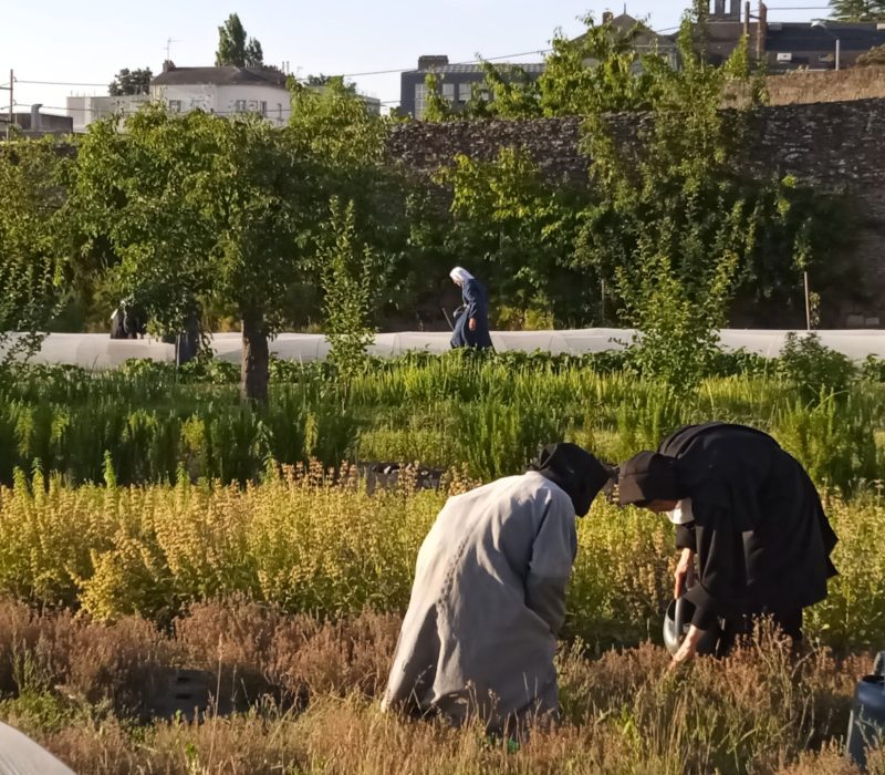 Travail au jardin l'été