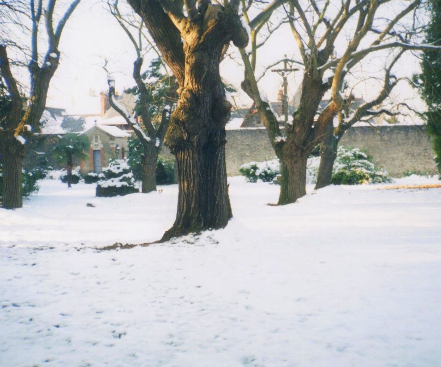 Jardin enneigé