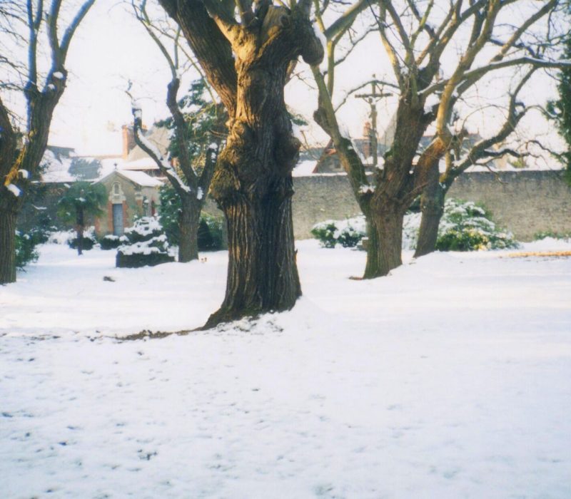 Jardin enneigé